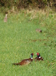 FZ009256 Common Pheasants (Phasisnus colchicus) in field.jpg